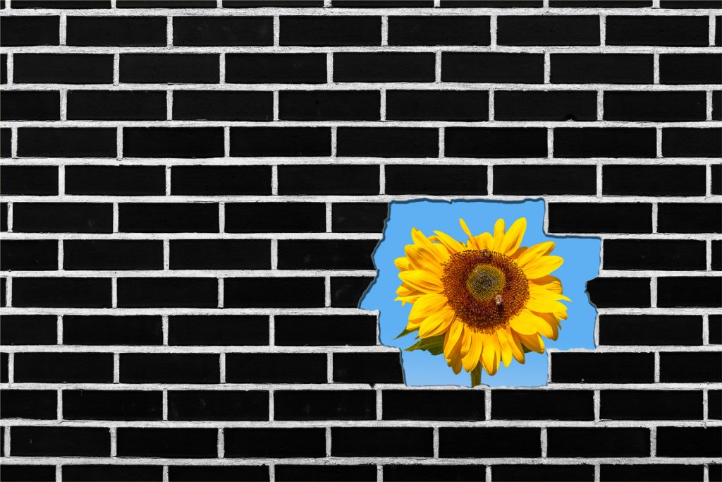 Sunflower growing Behind a Brick Wall, Copy Space on the Left
